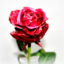 red rose von Kerstin Runge