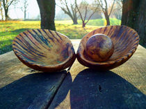 Shell with Pearl by florin