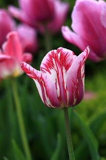 Pink variegated tulips by Jutta Ehrlich