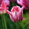 Pink-variegated-tulips-0