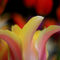 Tulips-multicolor-0