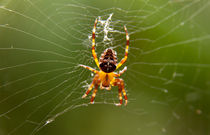 kleine Spinne by fotofrankhamburg