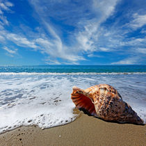 Beach with shell by Constantinos Iliopoulos