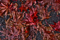 red autumn leaf von emanuele molinari