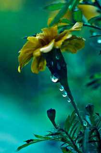 wet yellow flower by emanuele molinari