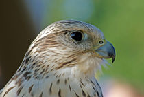 Falke (Falco cherrug)  by ir-md