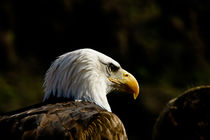 Eagle by Carlos Garijo