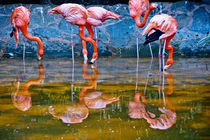 Pelicans reflections by Carlos Garijo