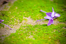 Flower meets earth by Derick Reaper