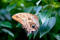 Tropischer Schmetterling im Grünen von Gina Koch