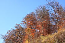 Herbstwald von Jutta Ehrlich