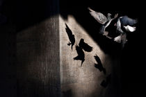 pigeon air tango von Jessy Libik