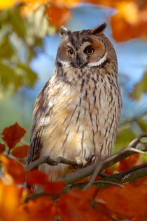 Long-eared Owl by bia-birdimagency