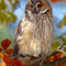Long-eared-owl