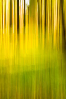 Herbst, Wald, gelbe Weite von Thomas Joekel