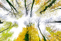 Herbst-Himmel von Thomas Joekel