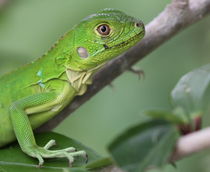 Green Iguana von Kevin Painter
