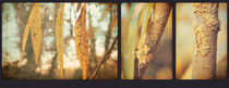 Willow Triptych by Sybille Sterk