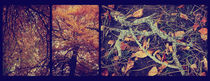 Autumn Leaves Triptych by Sybille Sterk