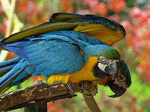  Gelbbrust-Ara, Papageien (parrots) von Dagmar Laimgruber