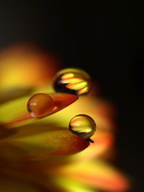 Golden Drops ,Wasser-Tropfen auf Gerbera-Blüte, blossom and water drops by Dagmar Laimgruber