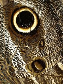 Schmetterling-Makro,Bananenfalter (detail of owl butterfly, caligo eurilochus) by Dagmar Laimgruber