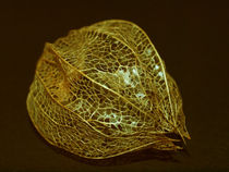 Goldene Physalis by Dagmar Laimgruber