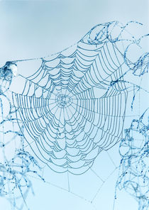 Inverted Web by Ross Woodhall