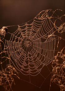 Web by Ross Woodhall