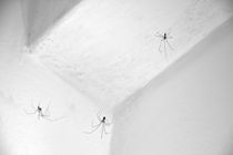 Spiders von Benoît Charon