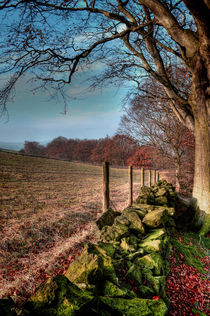 Chevin Dry Stone Wall #2  by Colin Metcalf