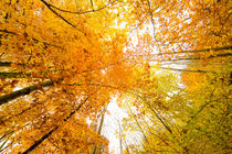 Herbst Himmel 2 by Thomas Joekel
