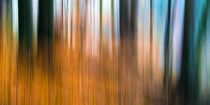 Wald Impression Orange von Thomas Joekel