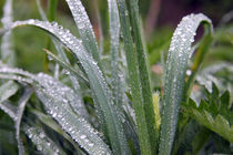 Gras im Regen - Grass in the rain von ropo13
