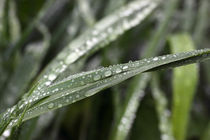 Gras im Regen - Grass in the rain by ropo13