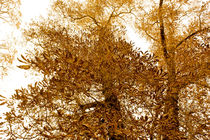 golden tree von Elena BonapArte