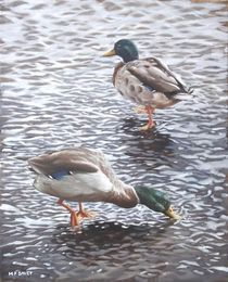 two mallard ducks standing in water by Martin  Davey