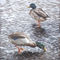 Painting-two-mallard-ducks-standing-in-water
