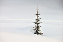 Einsamer Baum und viel Schnee im Winter by Matthias Hauser