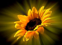 Sonnenblume  by Barbara  Keichel