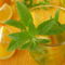 Img-0115-limonade-orange-zitronenverbene