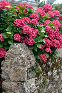 Hydrangeas over break stone wall - Hortensien über Bruchsteinmauer von Ralf Rosendahl