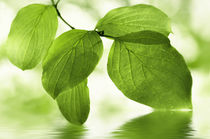 Grüne Blätter  von Violetta Honkisz