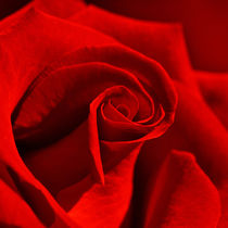 Rote Rose by Violetta Honkisz