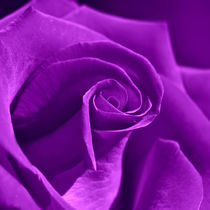 Rose Violett by Violetta Honkisz