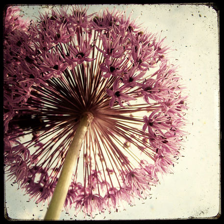 Flower-explosion
