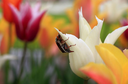 Tulip-with-cockchafer