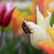 Tulip-with-cockchafer