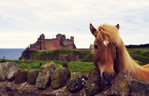 Lovely horse and Tantallon Castle by RicardMN Photography