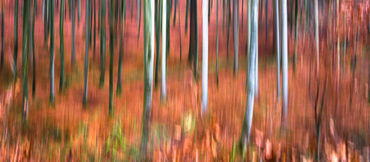 Red-forest